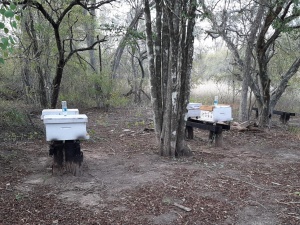 Fomento de la apicultura en Monte Palmeras