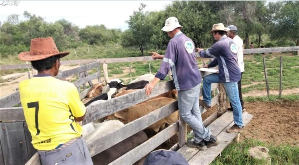 Das Projekt „100 PROFINCAS 5F"