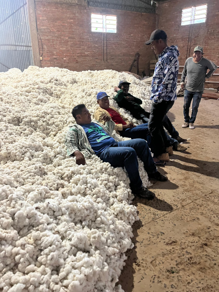 Cosecha de algodón en la comunidad Enlhet Yalve Sanga