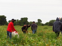 Cosecha de poroto en el CEIYS